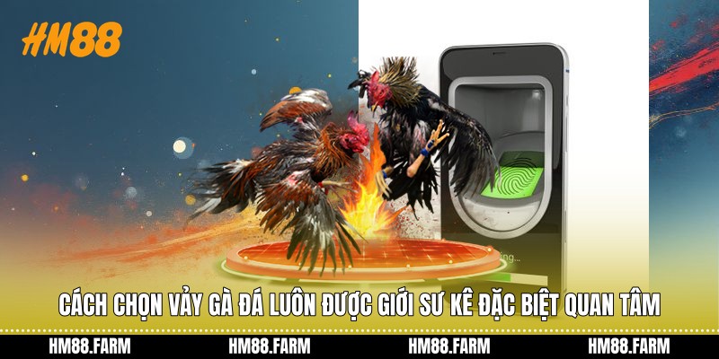 Cách chọn vảy gà đá luôn được giới sư kê đặc biệt quan tâm