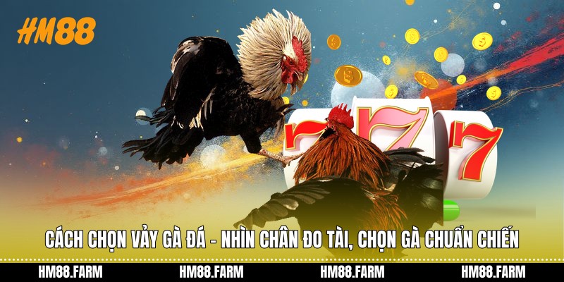 Cách chọn vảy gà đá